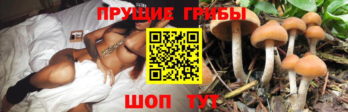 Псилоцибиновые грибы Cubensis Надым